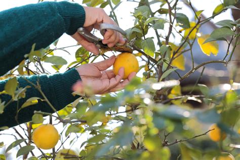 The Spiritual Significance of the Magical Citrus Tree